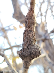 Euhexomyza schineri