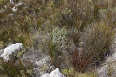 Grubbia tomentosa