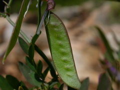 Vicia monantha