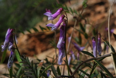 Vicia monantha