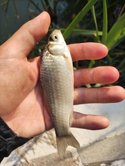 Carassius auratus