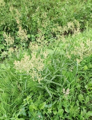 Rumex thyrsiflorus