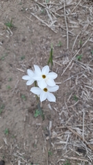 Narcissus deficiens