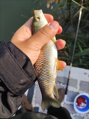 Ctenopharyngodon idella