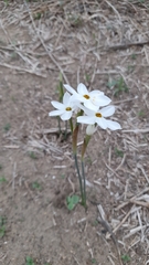 Narcissus deficiens
