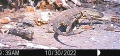 Varanus albigularis albigularis
