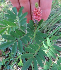 Indigofera hendecaphylla