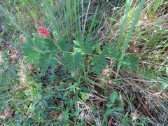 Indigofera hendecaphylla