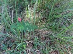 Indigofera hendecaphylla