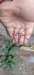 Talinum paniculatum