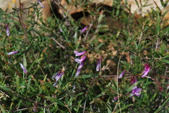 Vicia monantha