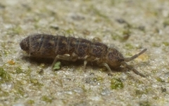 Isotominae