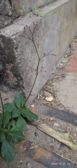 Talinum paniculatum