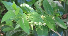 Kraussia floribunda