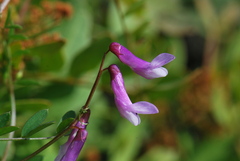 Vicia monantha