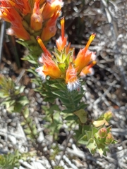 Mimetes capitulatus