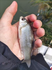 Carassius auratus