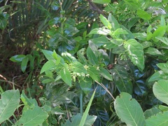 Kraussia floribunda