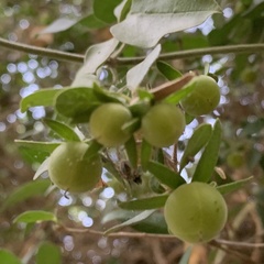 Diospyros