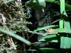 Pristimantis incomptus