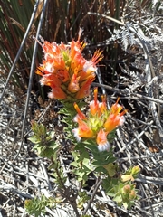 Mimetes capitulatus