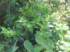 Kraussia floribunda