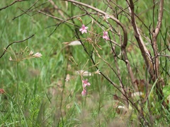 Pelargonium luridum