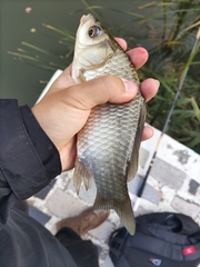 Carassius auratus