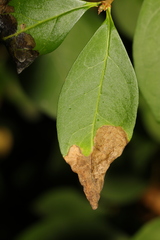 Gracillaria syringella