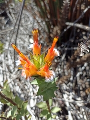 Mimetes capitulatus