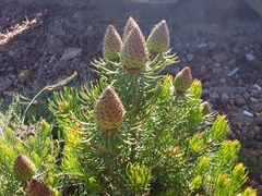 Leucadendron teretifolium