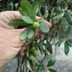 Diospyros
