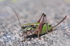 Anonconotus occidentalis
