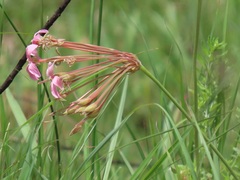 Pelargonium luridum