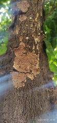 Fungi