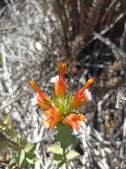 Mimetes capitulatus