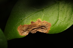 Gracillaria syringella