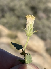 Brickellia atractyloides