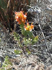 Mimetes capitulatus