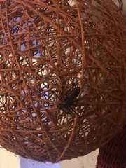 Acanthophrynus coronatus