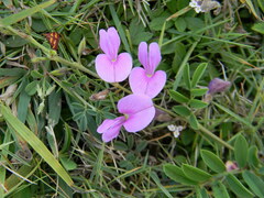Tephrosia cinerea