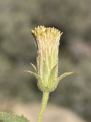 Brickellia atractyloides