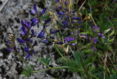 Vicia onobrychioides