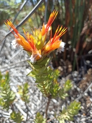 Mimetes capitulatus