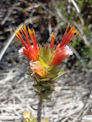 Mimetes capitulatus