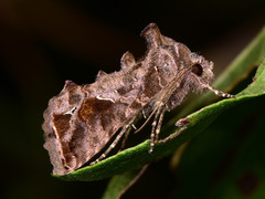 Ctenoplusia accentifera