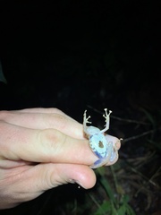 Pristimantis katoptroides