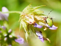 Adelphocoris vandalicus