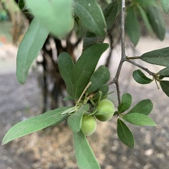 Diospyros