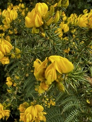 Aspalathus astroites